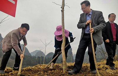 莳植山桐子,荔波这里的村民播种春天的希望